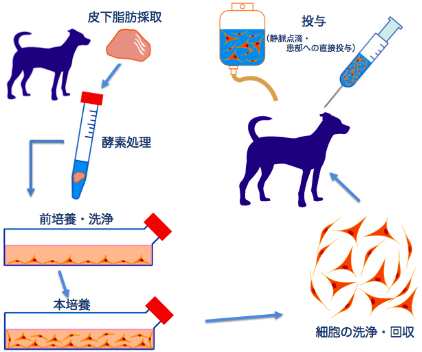 脂肪幹細胞療法の手順