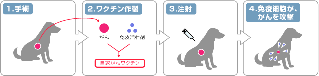 癌ワクチンイラスト