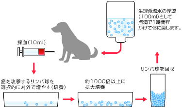 活性リンパ球療法イラスト