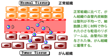 ICG修飾リポソームを用いた温熱療法　説明：正常組織に比べて、がん組織の血管内皮細胞は整列が不均一で、細胞膜と同じ材料で作られた小さな粒径のリポゾームは、血管内に投与された後、がん組織に蓄積する。